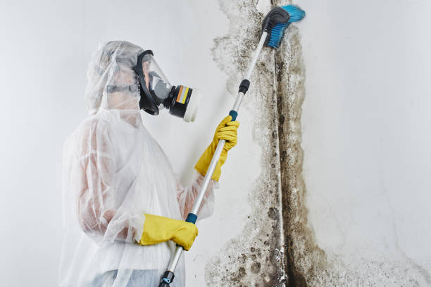 Best Mold Damage Repair  in Westbrook, ME