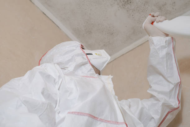 Professional Mold Removal in Westbrook, ME