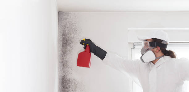 Best Mold Removal and Inspection  in Westbrook, ME