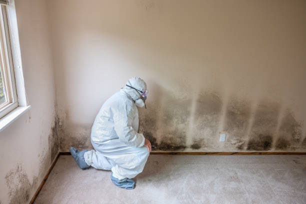 Best Toxic Mold Removal  in Westbrook, ME