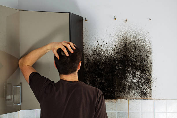 Certified Mold Removal in Westbrook, ME